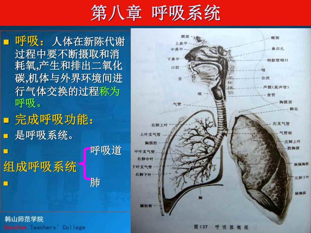 呼吸系统(呼吸系统的组成)